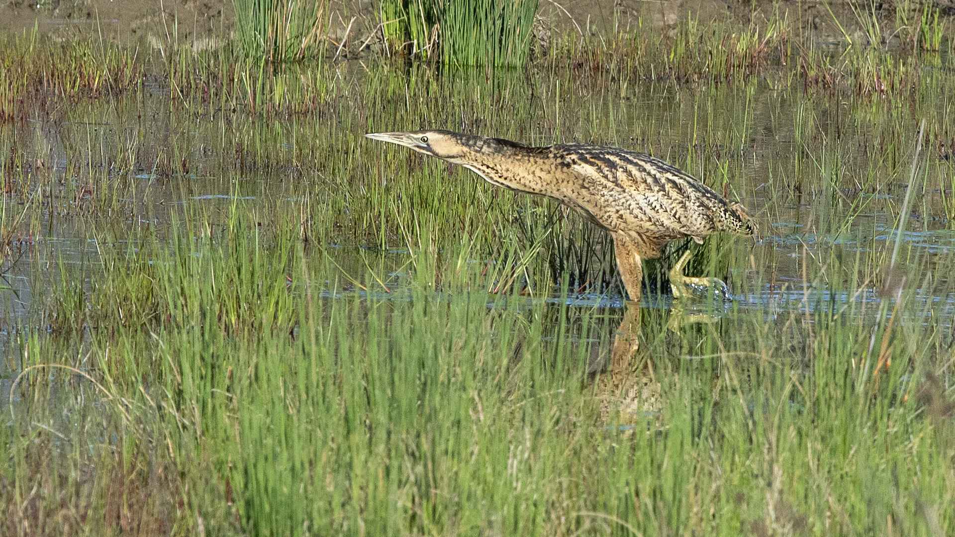 Great Bittern